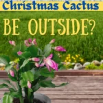 Can You Put a Christmas Cactus Outside? Tips for Moving Your Christmas Cactus Outdoors