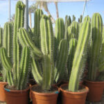 Polaskia
