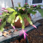 Can a Christmas Cactus Live Outside? Tips for Growing Christmas Cactus Outdoors