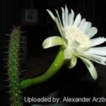 Praecereus
