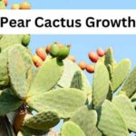 Prickly Pear Cactus Growth Stages Explained