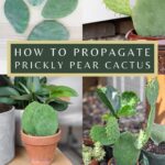 How to Propagate Prickly Pear: A Simple Guide to Growing More Prickly Pear Cactus