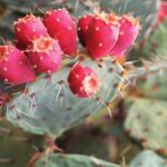 Where Do Prickly Pear Cactus Grow?