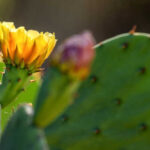 How to Plant Prickly Pear Cactus Cuttings: A Step-by-Step Guide to Propagation