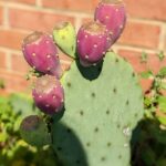 Prickly Pear Cactus Care: Essential Tips for Growing and Maintaining Prickly Pear Cactus