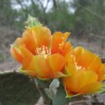 Are All Prickly Pears Edible: Understanding Which Prickly Pear Varieties Are Safe to Eat
