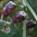 How to Get Cactus Out of Skin: Safe Methods for Removing Cactus Spines