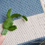 How to Root a Christmas Cactus Cutting the Right Way