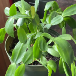 When to Replant Cactus: The Best Time and Method for Repotting Cacti