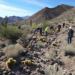 Where Do Cactus Live? The Natural Habitats of Cactus Plants