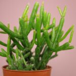 Rhipsalis