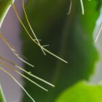 Kalanchoe Roots on Stem: How to Propagate Kalanchoe from Stem Roots