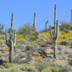 How Do You Tell How Old a Saguaro Cactus Is? Expert Methods
