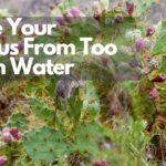 How Much Water Do Cactus Need? Avoid Overwatering!