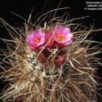 Sclerocactus