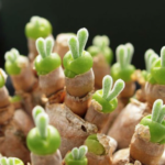 How to Prune Bunny Ear Succulent: Tips for Properly Trimming Your Bunny Ear Cactus