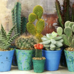 Where Does Cacti Grow: The Ideal Environments for Cactus Plants