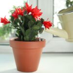 How Often to Water Cactus: Finding the Right Watering Schedule for Your Cactus