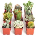 Different Types of Cactus Plants: A Guide to the Most Popular Cactus Species