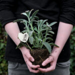 What Is in Cactus Soil? Understanding the Ingredients That Make Perfect Cactus Soil