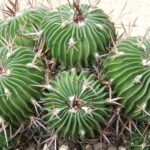 Stenocactus