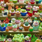 Cacti in a Pot: How to Grow and Care for Cacti in Containers