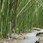 Does Cactus Grow Faster Than Bamboo: Comparing the Growth Rates of Cacti and Bamboo