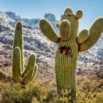 Where Do Cactus Grow: The Best Locations for Cactus Plants Around the World