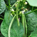 Picture of a Green Bean Plant: Identifying and Growing Green Bean Plants