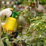 Using Hydrogen Peroxide for Spider Mites: A Safe Solution