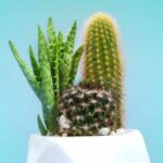 Fun Facts About Cactus You Probably Didn’t Know