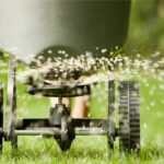 Best Plant Food for Cactus: The Top Fertilizers for Healthy Thriving Cacti