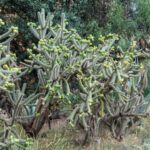Types of Cactus in Texas: Exploring the Most Popular Cacti Found in Texas