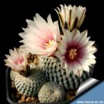 Turbinicarpus