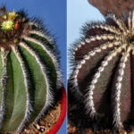 Uebelmannia