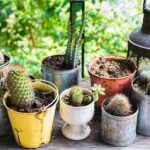 How Often to Water Cactus Indoors: The Best Watering Schedule for Indoor Cacti
