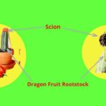 Can Moon Cactus Grow Without Grafting? Understanding the Grafting Process for Moon Cacti