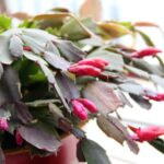 How Often Does a Christmas Cactus Bloom? Here’s the Schedule