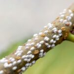 Tiny White Insects on Plants: How to Identify and Get Rid of Insects on Your Cactus