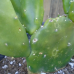 White Spots on Cactus: Causes and How to Treat Them