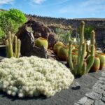 Why Is My Cactus Falling Over? Diagnosing and Fixing a Drooping Cactus