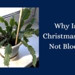 Why My Christmas Cactus Isn’t Blooming (And How to Fix It)