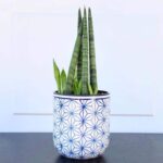 Cylindrical Snake Plant Care: The Best Tips for Growing the Unique Cylindrical Snake Plant