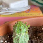 Is Euphorbia Toxic to Cats? Here’s What You Should Know