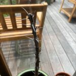 How to Propagate Ocotillo: A Complete Guide to Growing Ocotillo from Cuttings