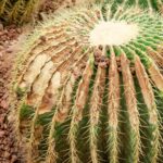Why Is My Cactus Turning Brown: Understanding the Causes and Solutions for Browning Cacti