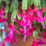 When to Stop Watering Christmas Cactus: The Best Time to Cut Back on Watering