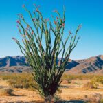 Types of Cactus in Arizona: Exploring the Diverse Cacti Found in Arizona