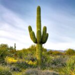 Names of Cacti in Arizona: A Guide to the Most Iconic Cactus Species in Arizona