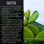Is Prickly Pear Edible: The Health Benefits and How to Prepare Prickly Pear Cactus